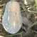 香芋南瓜