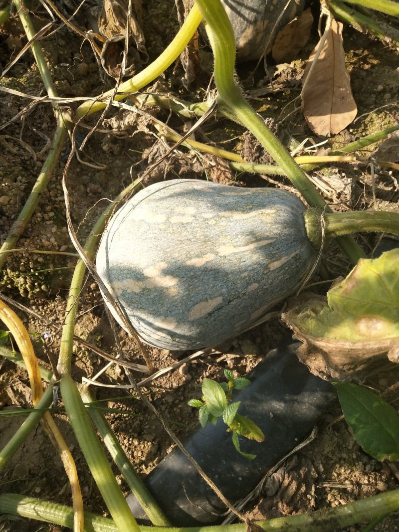 香芋南瓜