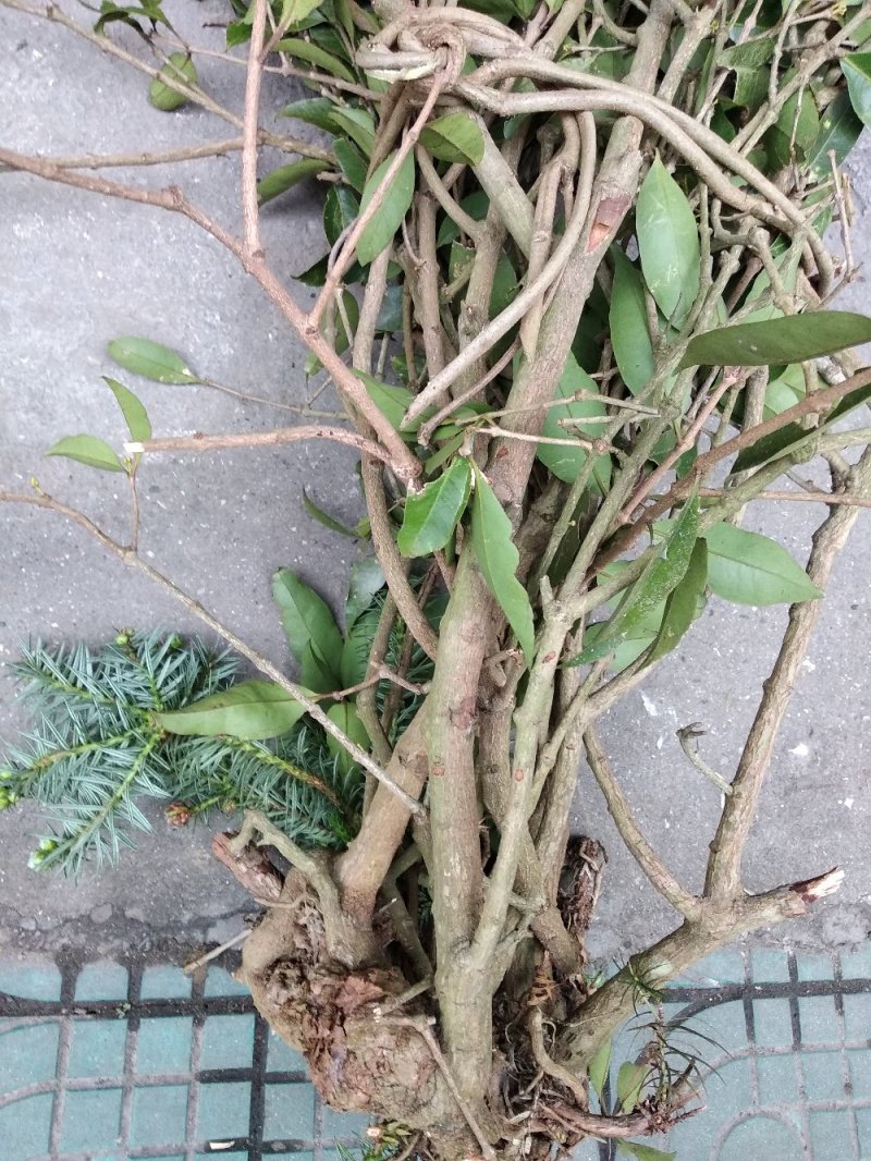 纯野生中药材杉树寄生杉寄生杉木寄生广寄生500
