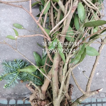 纯野生中药材杉树寄生杉寄生杉木寄生广寄生500
