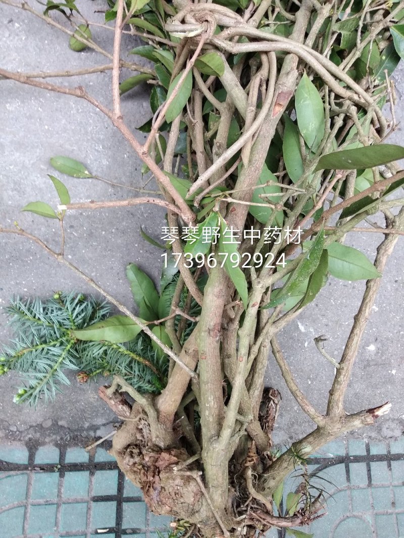 纯野生中药材杉树寄生杉寄生杉木寄生广寄生500