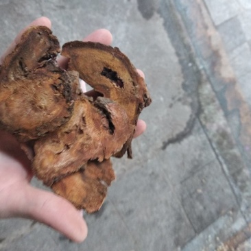 大黄大片各规格级别过检马大黄甘肃马大黄