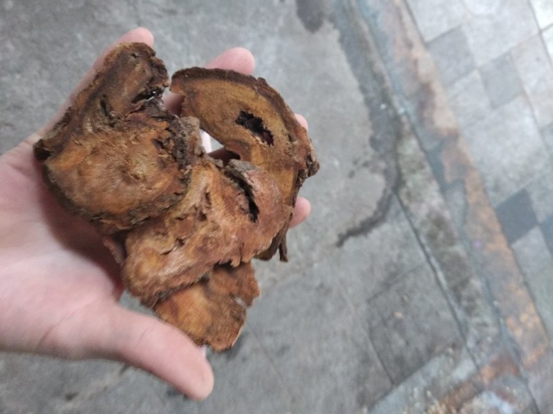 大黄大片各规格级别过检马大黄甘肃马大黄