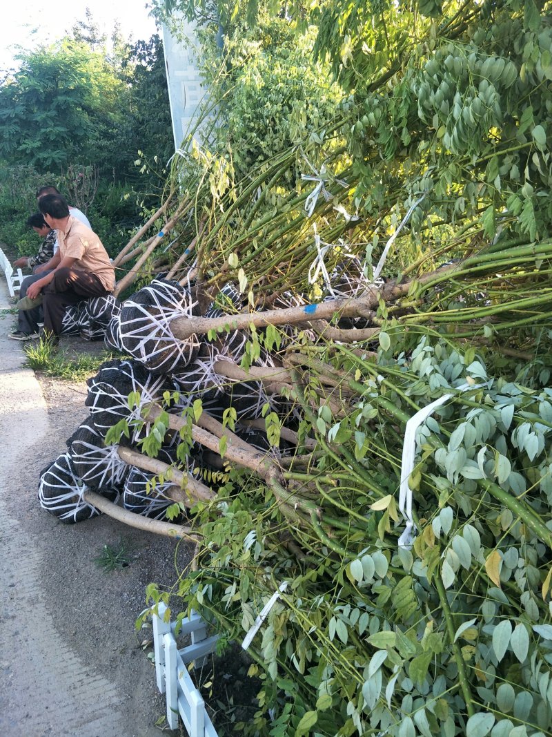 金枝槐金叶槐金叶榆高杆矮杆矮杆