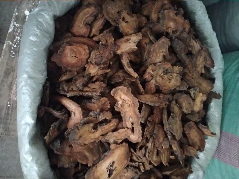 大黄大片各规格级别过检马大黄甘肃马大黄