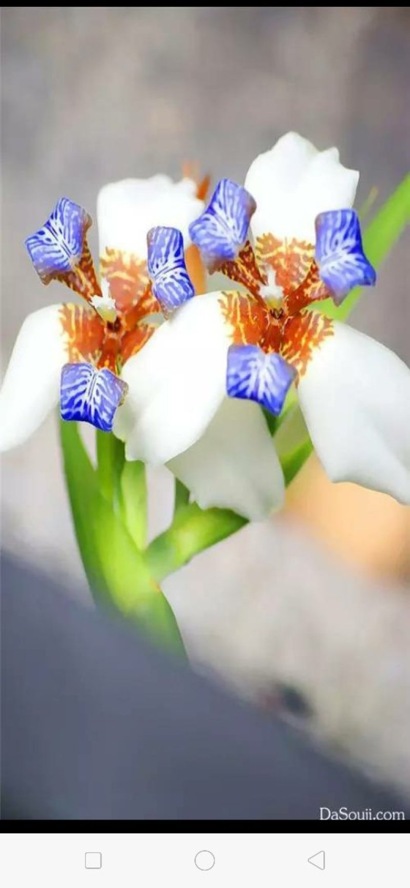 马蝶花。
