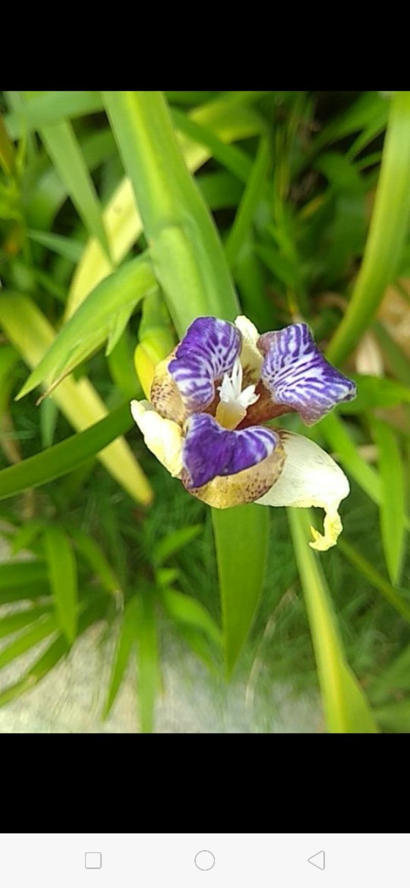 马蝶花。