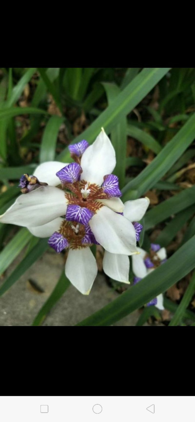 马蝶花。