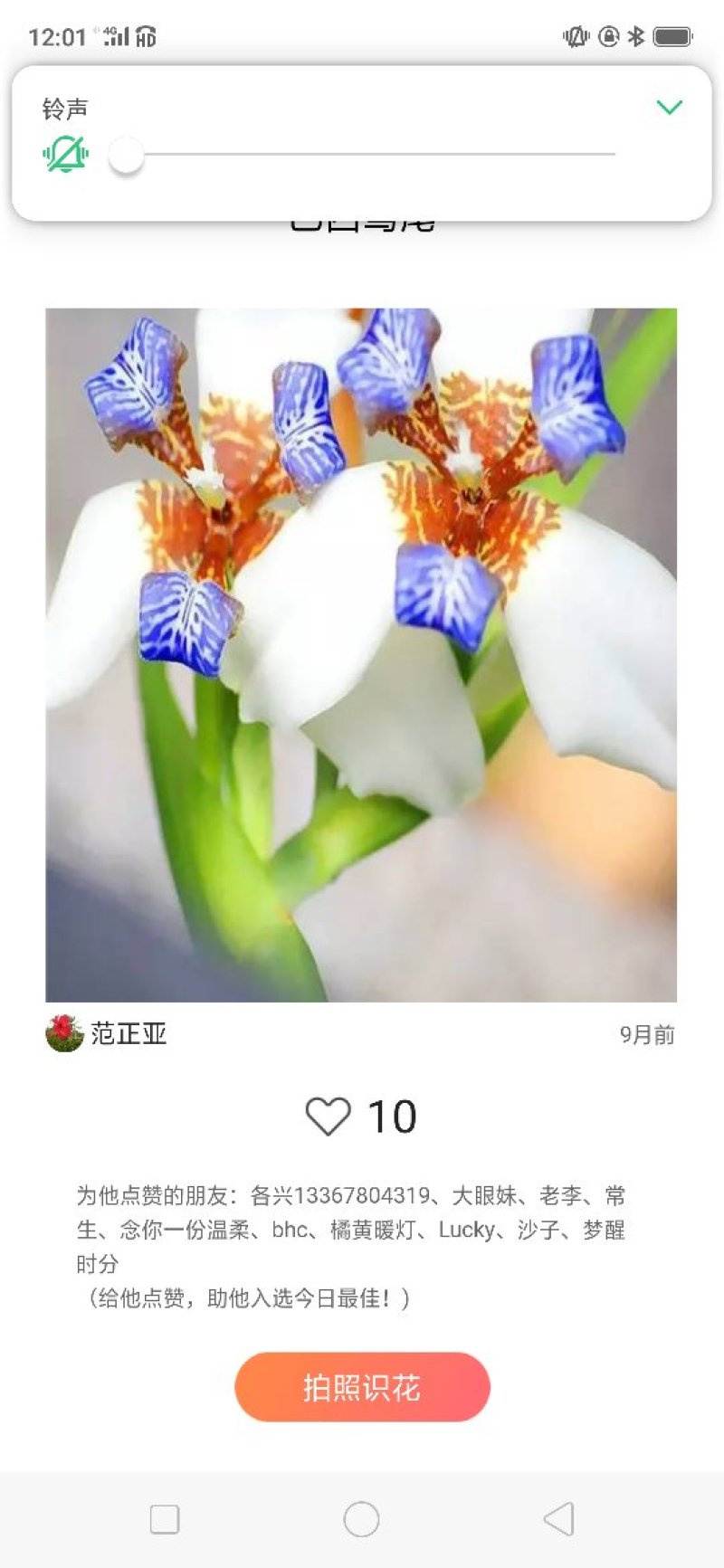 马蝶花。