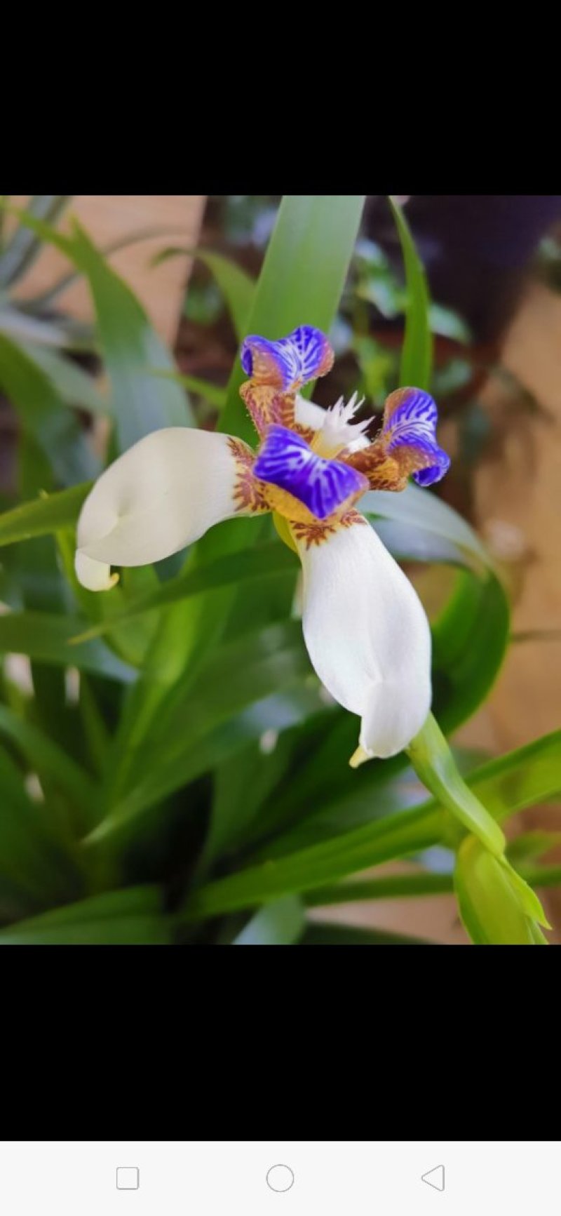 马蝶花。