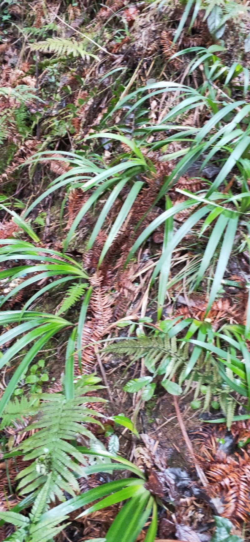 马蝶花。
