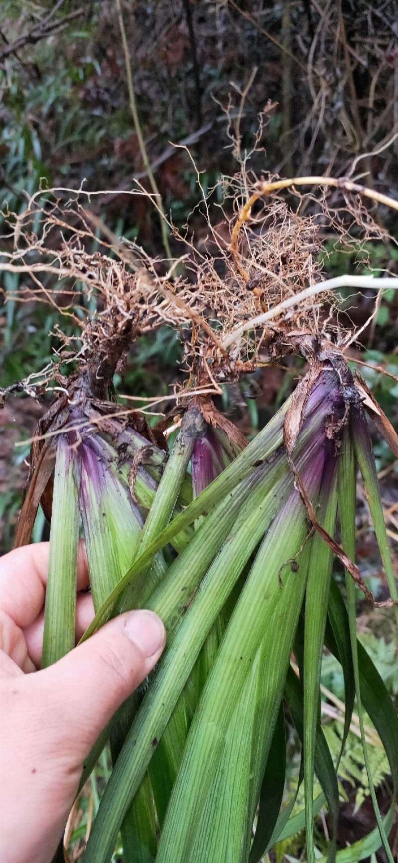 马蝶花。