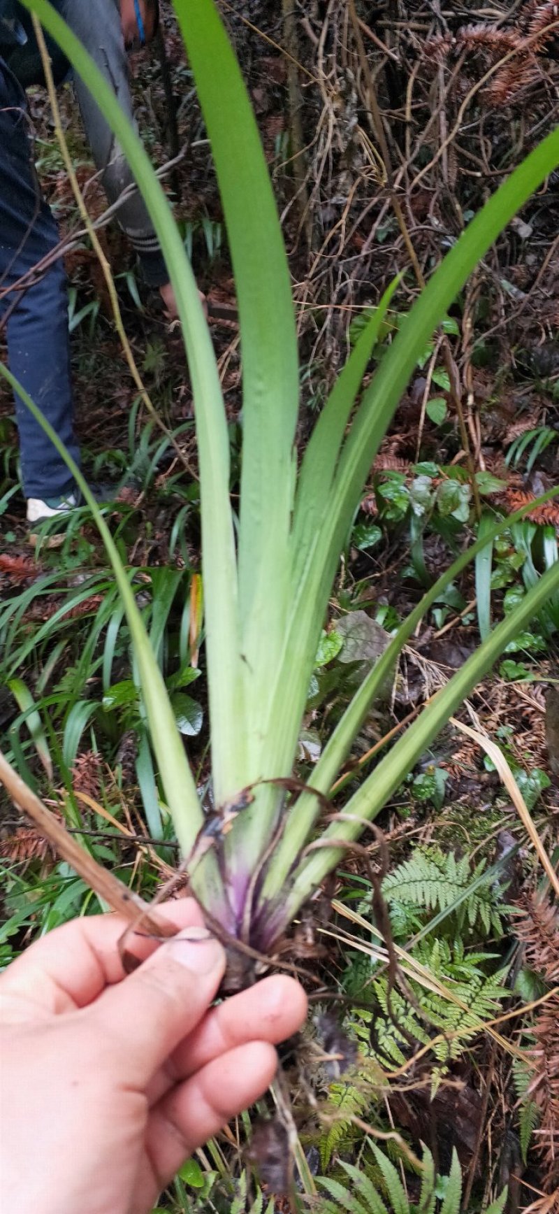 马蝶花。