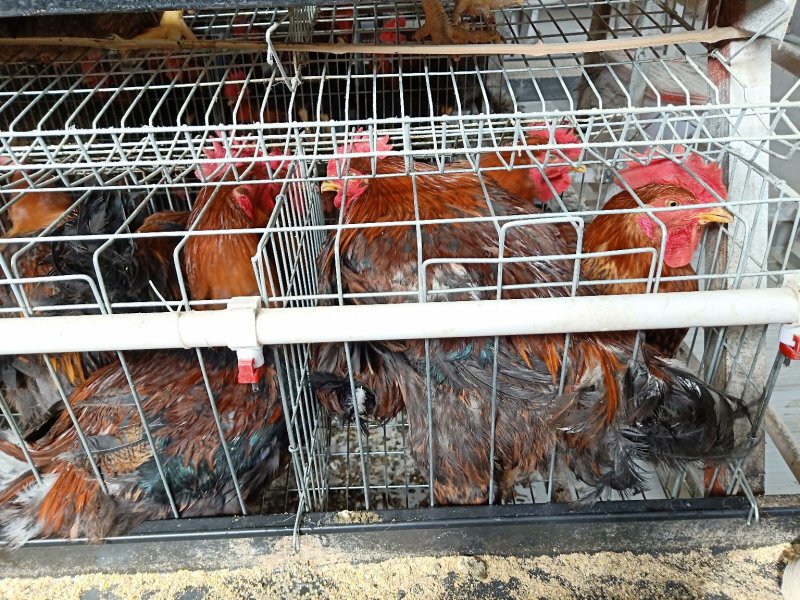 肉鸡