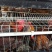 肉鸡
