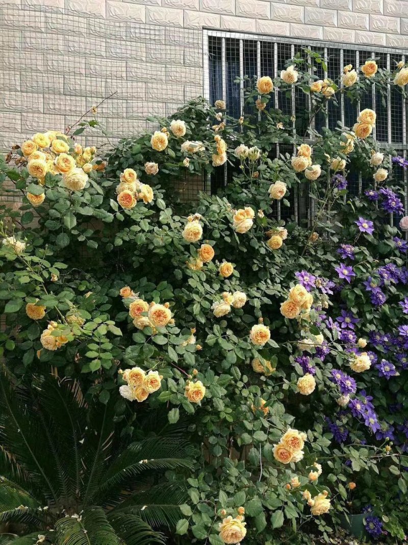 欧美月季藤本月季奥斯汀荔枝朱丽叶院墙拱门专用
