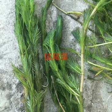 水藻类水生植物！人工浮岛