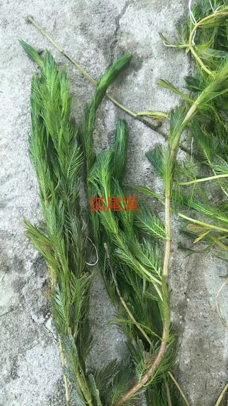 水藻类水生植物！人工浮岛