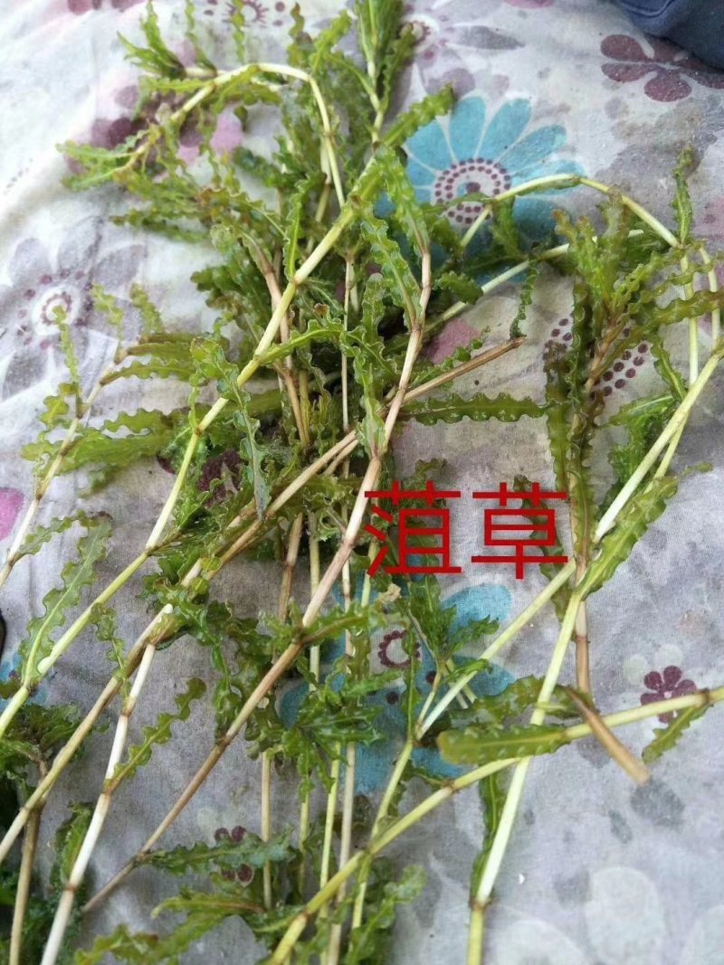 水藻类水生植物！人工浮岛