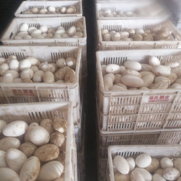 供应优质种蛋，大品种小品种都有，长期供应优质大品种鹅苗