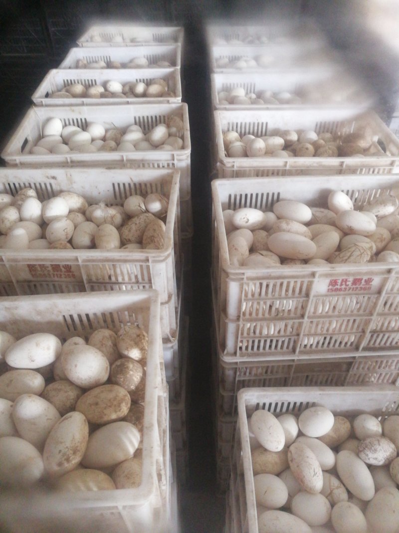 供应优质种蛋，大品种小品种都有，长期供应优质大品种鹅苗