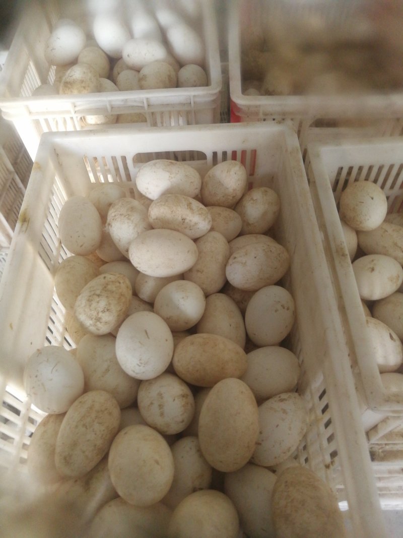 供应优质种蛋，大品种小品种都有，长期供应优质大品种鹅苗