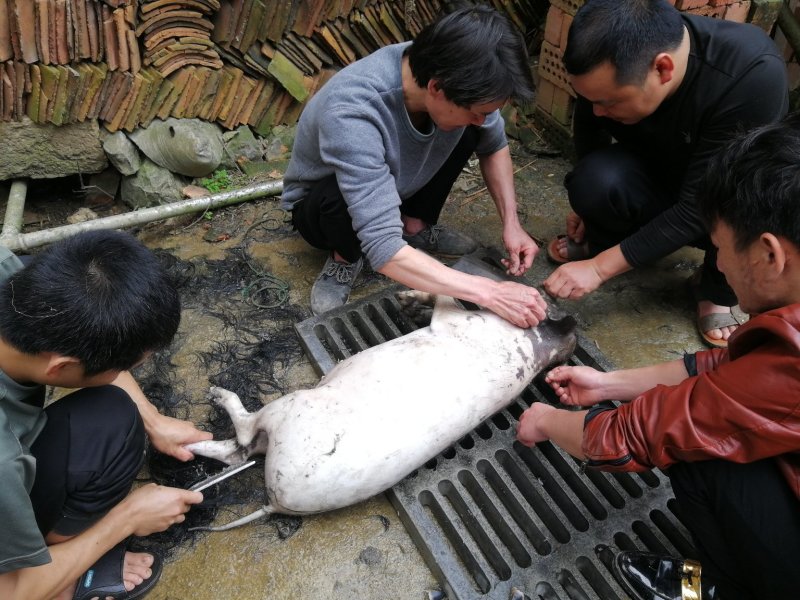 西藏藏香猪