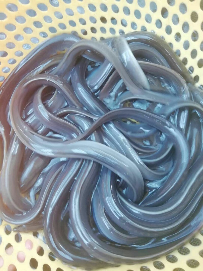 鲜活黄鳝苗大规格孟加拉黄鳝苗批发广东生猛活鳝苗