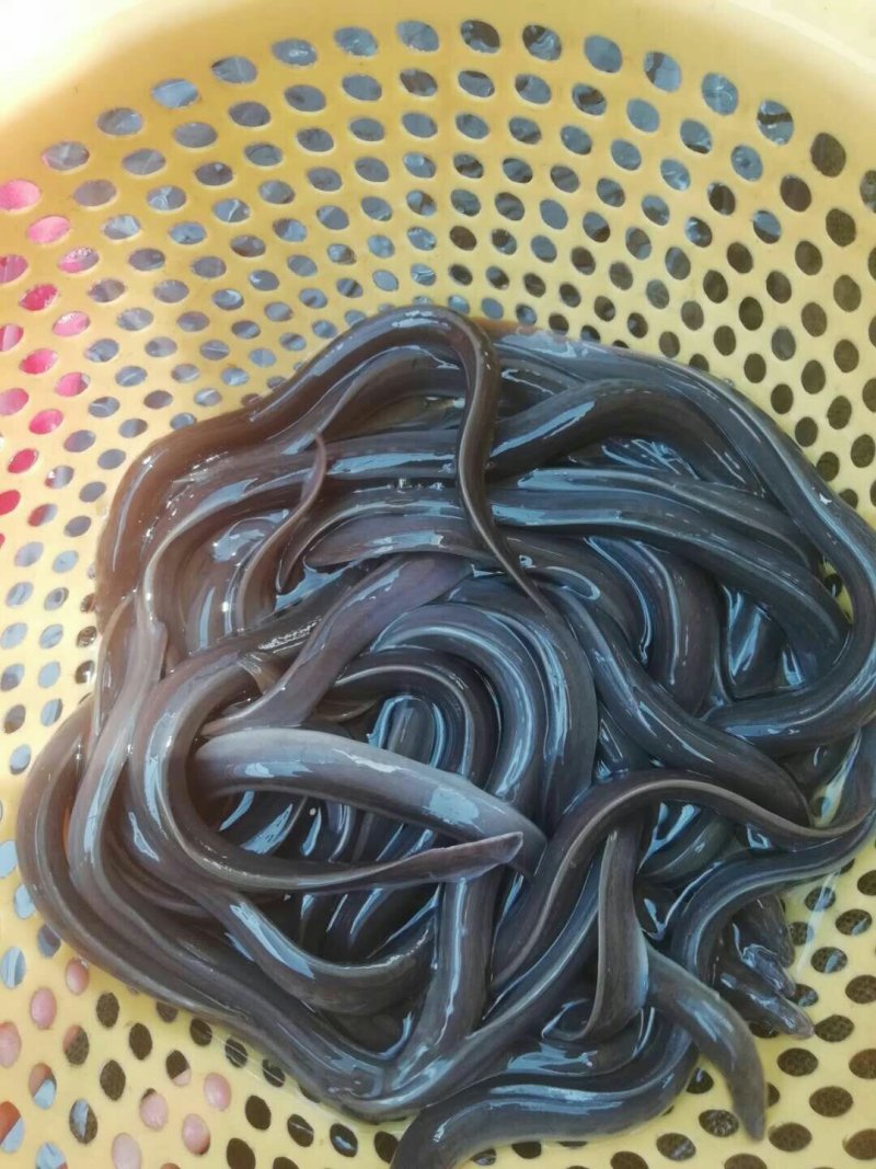 鲜活黄鳝苗大规格孟加拉黄鳝苗批发广东生猛活鳝苗
