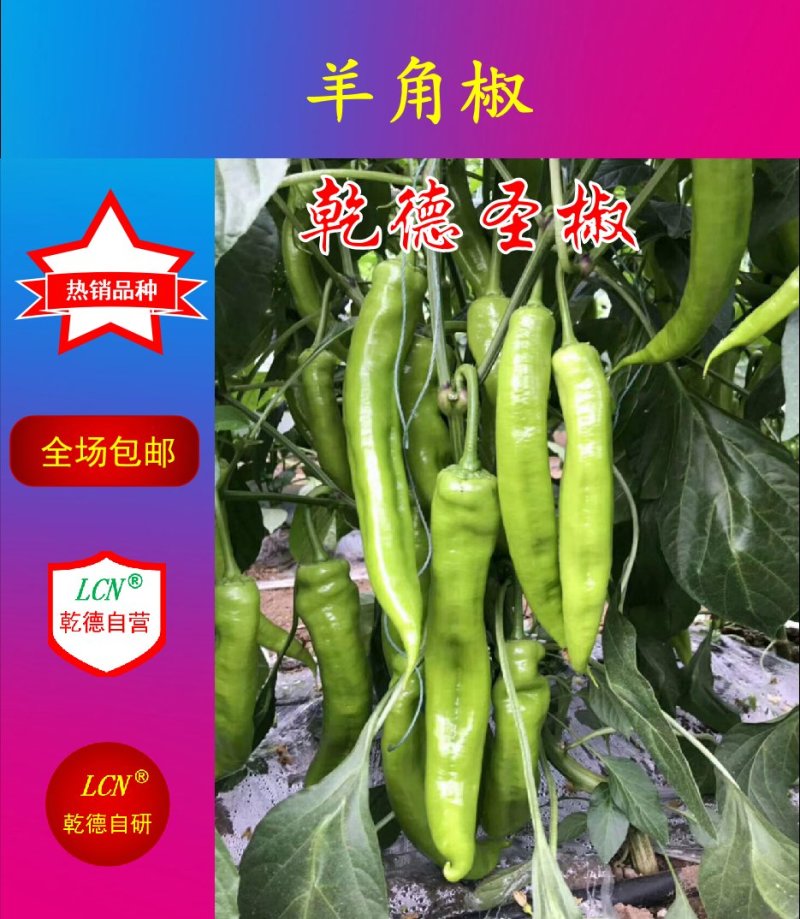 【包邮】圣椒辣味香浓易坐果大羊角椒辣椒种子