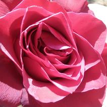 玫瑰苗本公司常年出售各种玫瑰花小苗，卡罗拉、蜜桃雪山、雪