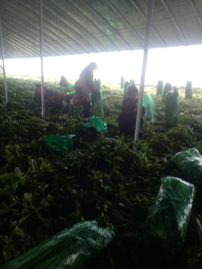 芹菜法国皇后西芹，产地直供，无干尖，65公分左右。