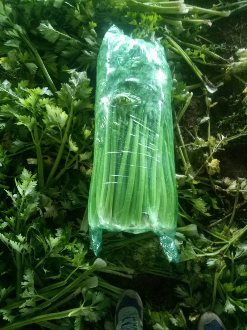 芹菜法国皇后西芹，产地直供，无干尖，65公分左右。