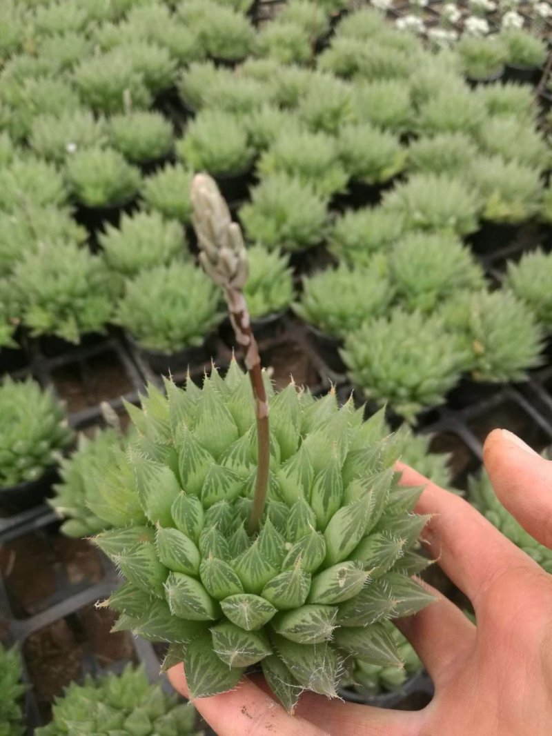 多肉的世界