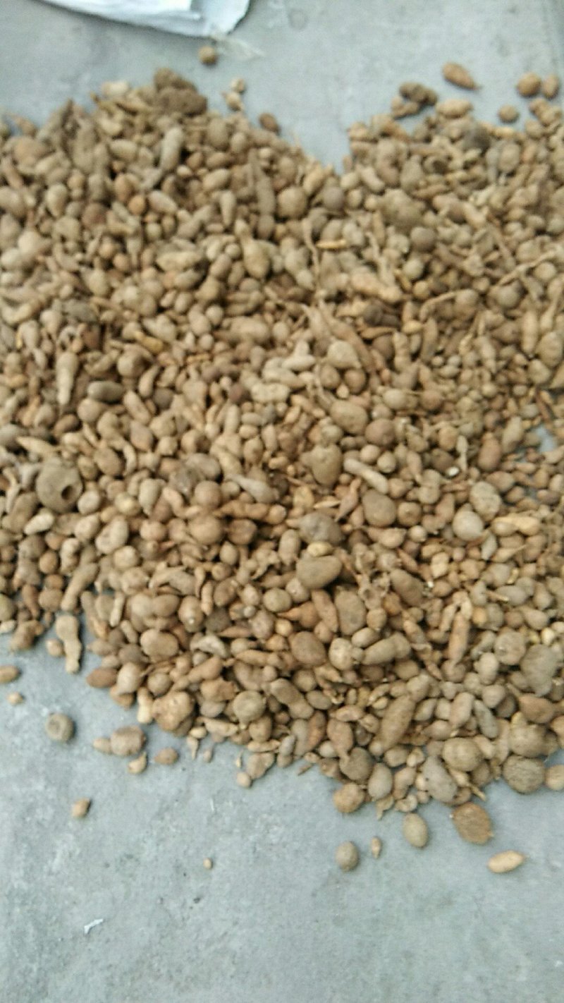 【正品地苦胆】一手货源，大山深处挖的。诚信经营，全国发货