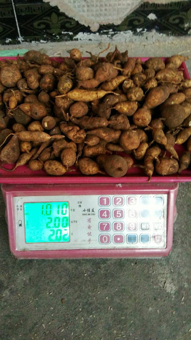 【正品地苦胆】一手货源，大山深处挖的。诚信经营，全国发货