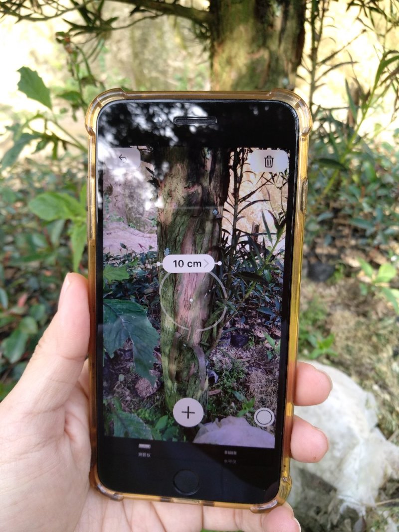 罗汉松5-20cm规格齐全基地供应视频看货现场专业起苗