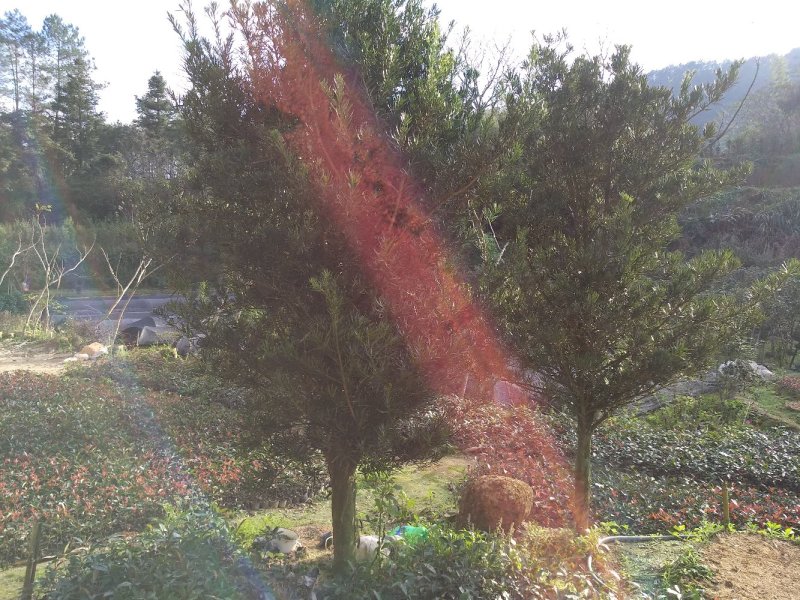 罗汉松5-20cm规格齐全基地供应视频看货现场专业起苗