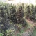 罗汉松5-20cm规格齐全基地供应视频看货现场专业起苗