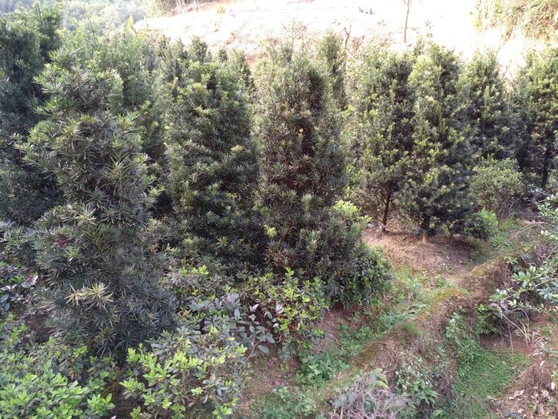 罗汉松5-20cm规格齐全基地供应视频看货现场专业起苗