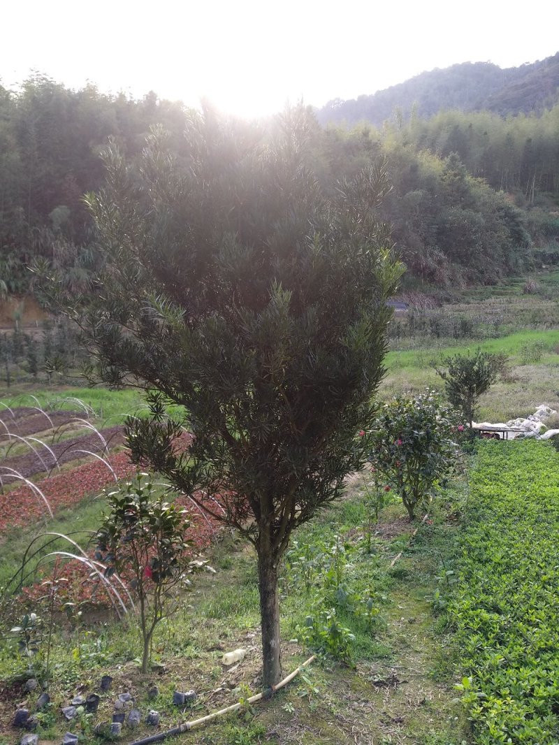 罗汉松5-20cm规格齐全基地供应视频看货现场专业起苗