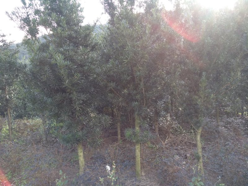 罗汉松5-20cm规格齐全基地供应视频看货现场专业起苗