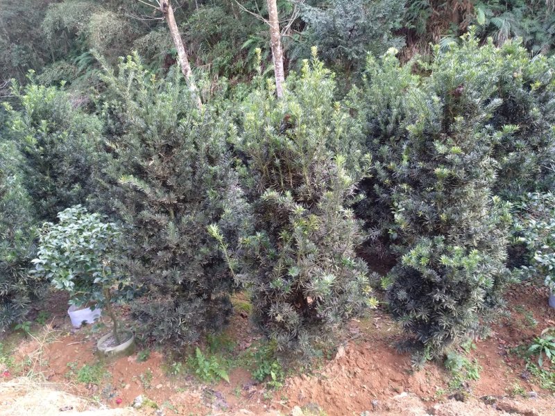 罗汉松5-20cm规格齐全基地供应视频看货现场专业起苗