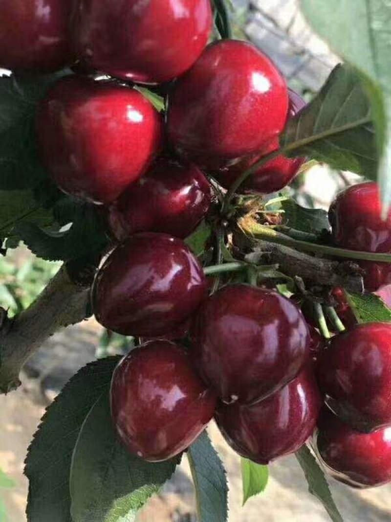 车厘子树苗价格，车厘子树苗规格全，结果早视频看货