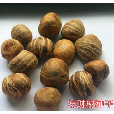 湛江发财树种子成活率高