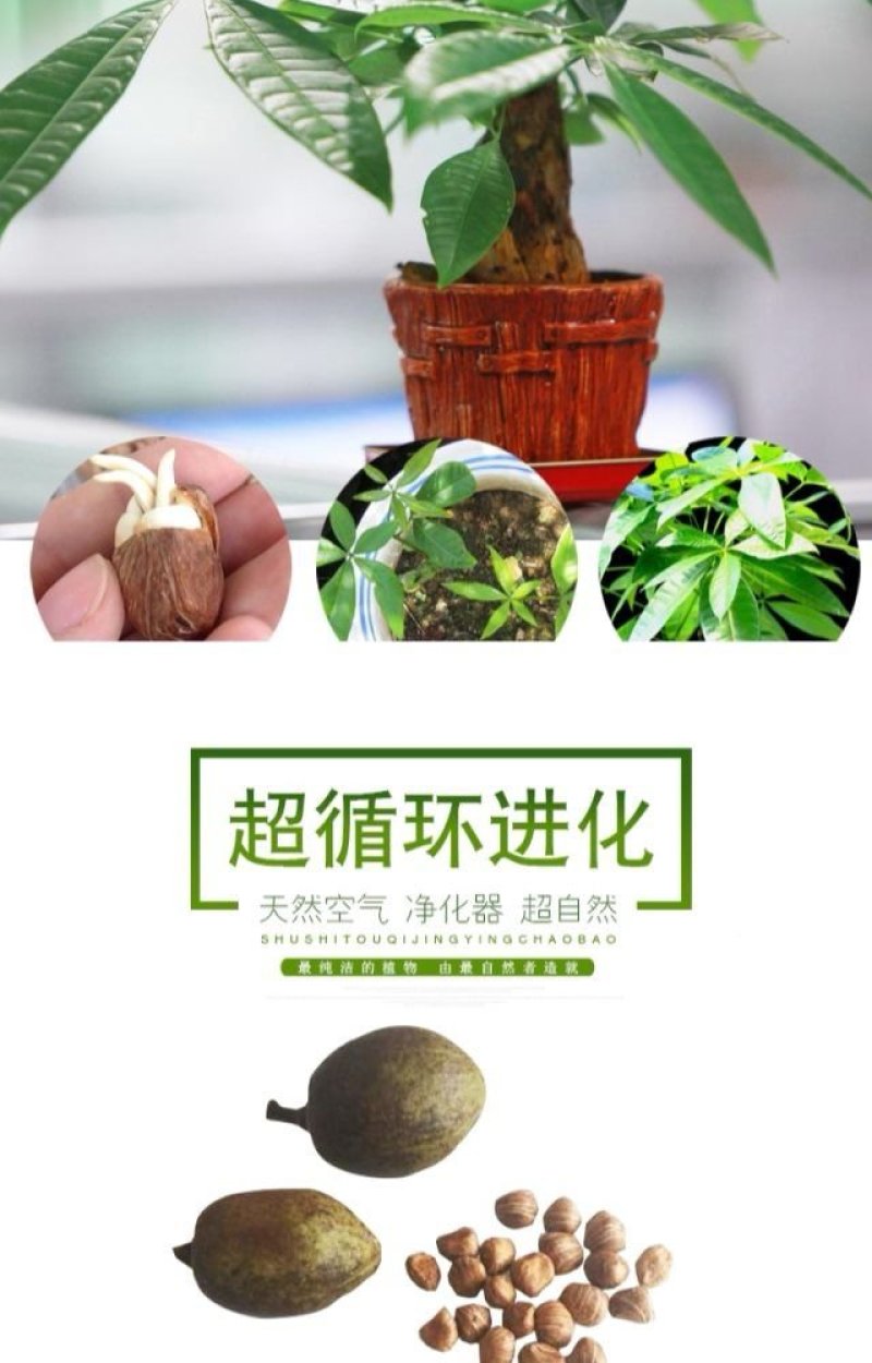 湛江发财树种子成活率高