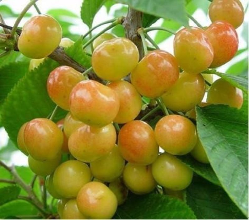 黄蜜樱桃苗