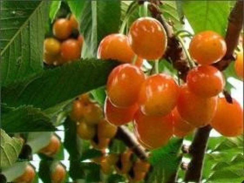 黄蜜樱桃苗
