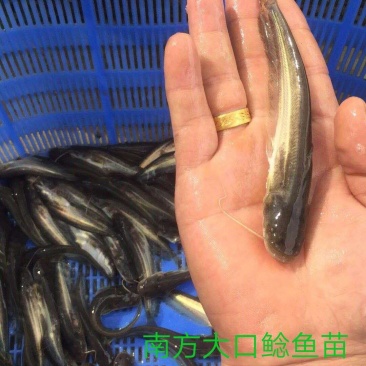 广东南方大口鲶鱼苗基地直发杂交大口鲶鱼苗产量高