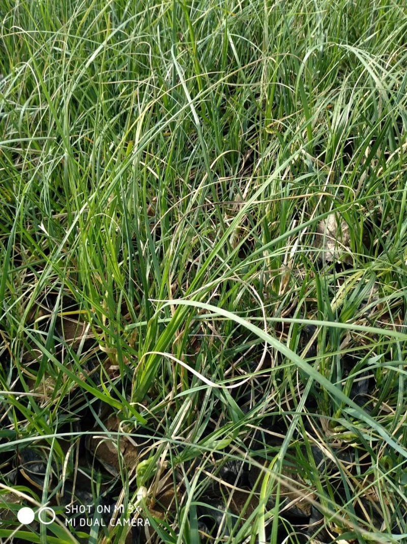 矮蒲苇基地直销量大从优